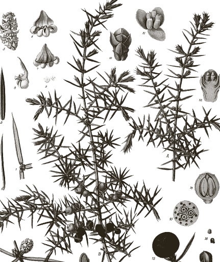 Gravure botanique de Juniperus communis (Genévrier commun), 1887