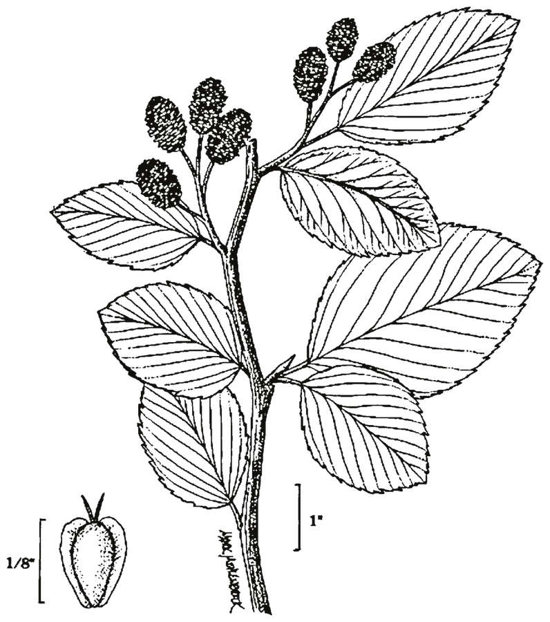 Planche botanique de l’aulne crispé (Alnus viridis subsp. crispa), dit « baie des dunes »