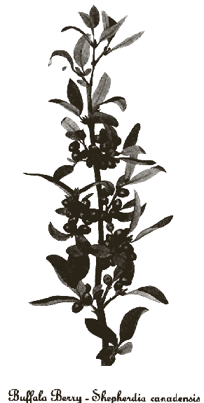 Planche botanique de Shepherdia canadensis (Baie des dunes)