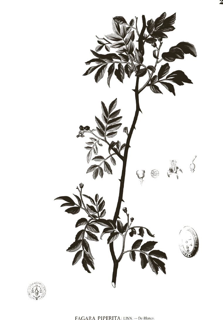 Planche botanique ancienne de Zanthoxylum armatum (poivre de Timut)